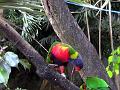 21a - Jardin Tropical 016